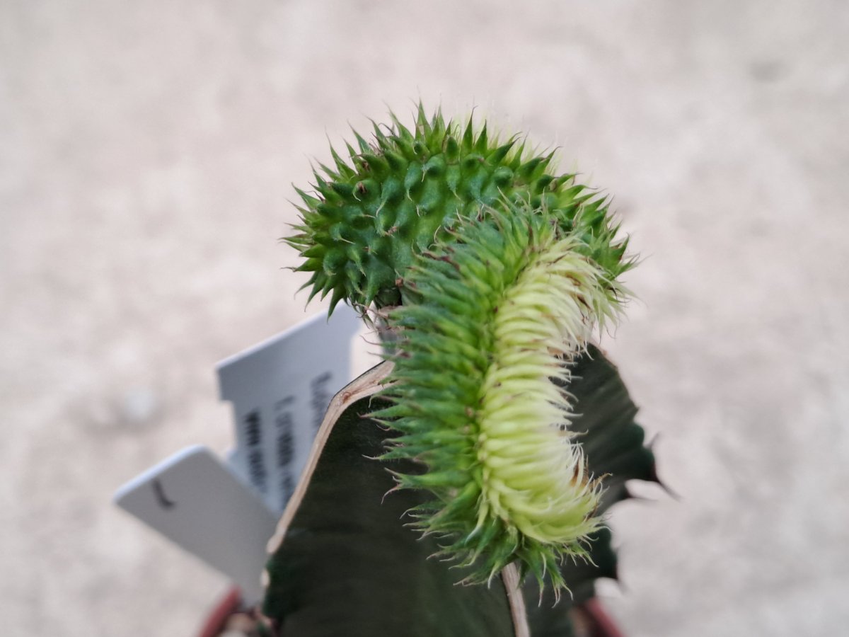 Euphorbia susannae cristata variegata I |