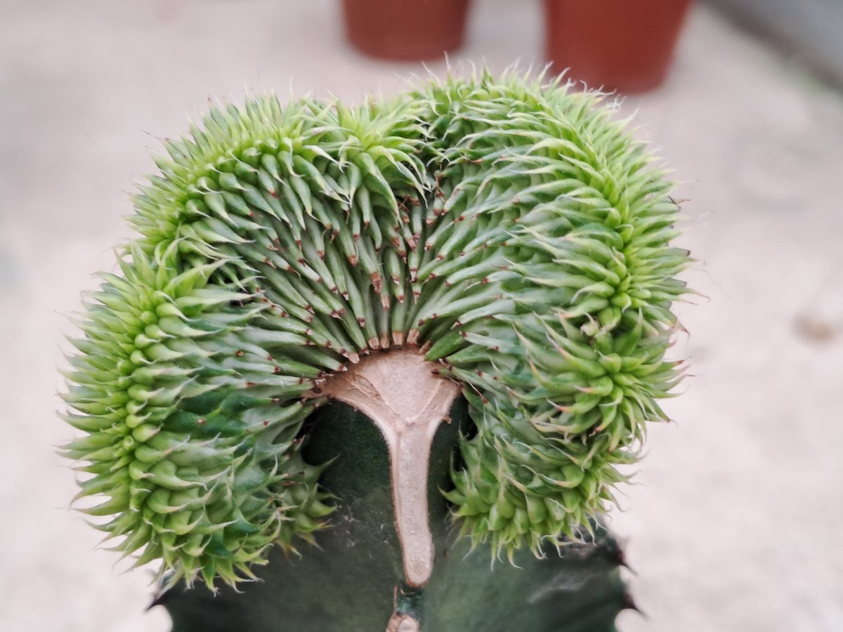 Euphorbia susannae cristata variegata II |