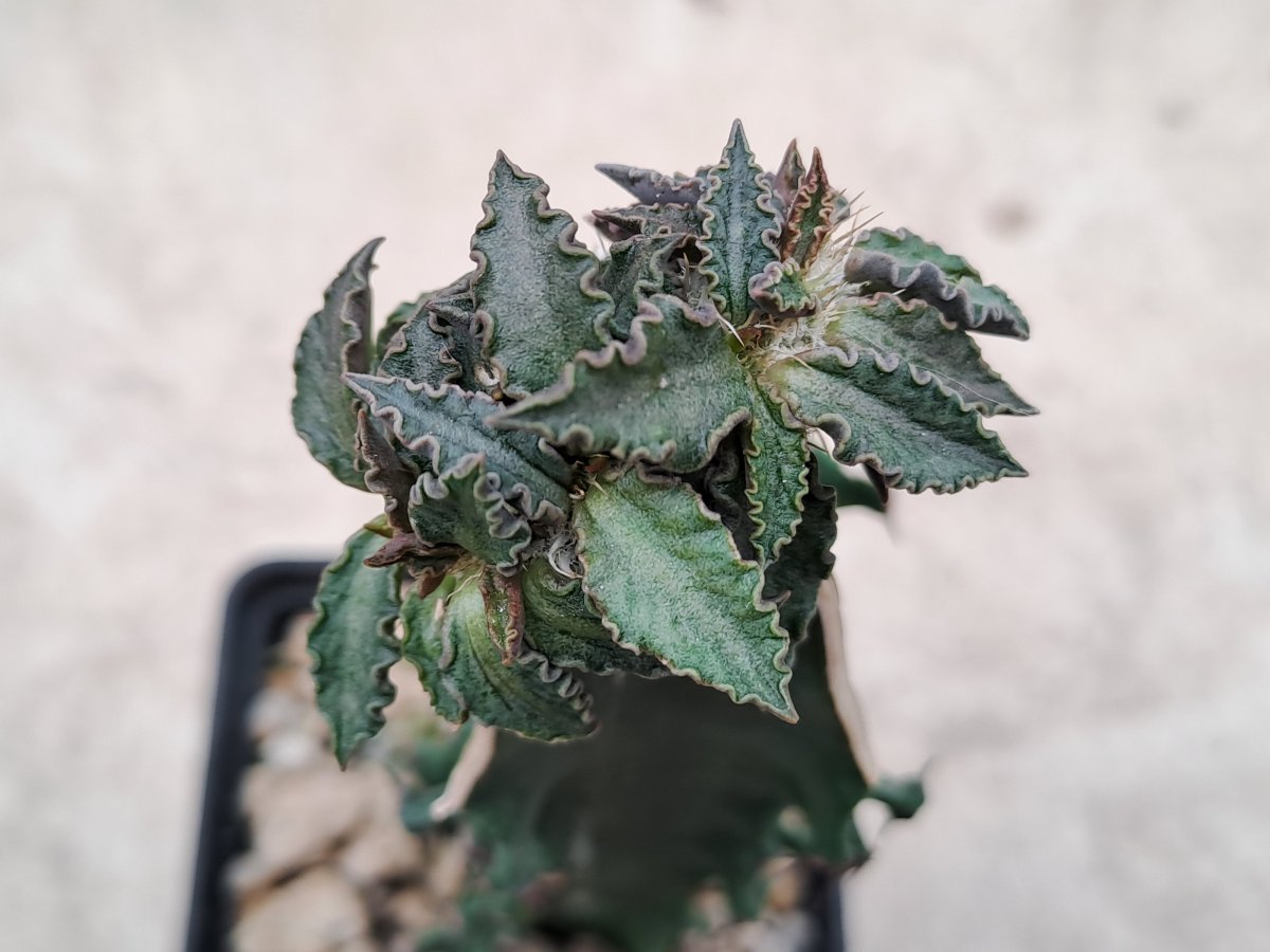 Euphorbia tulearensis |
