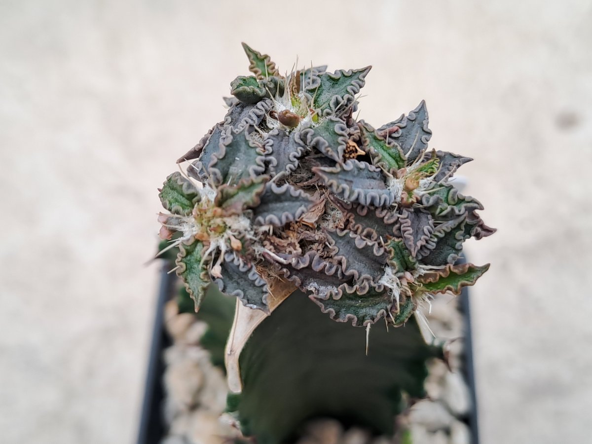 Euphorbia tulearensis I |