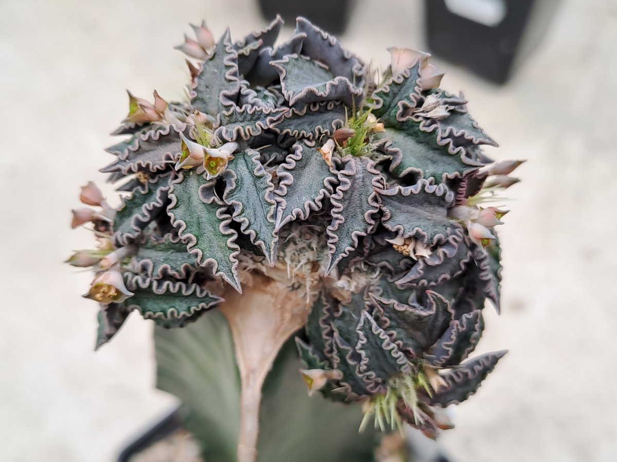 Euphorbia tulearensis II |