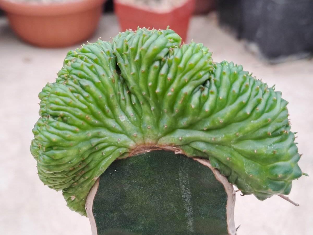 valida cristata I |