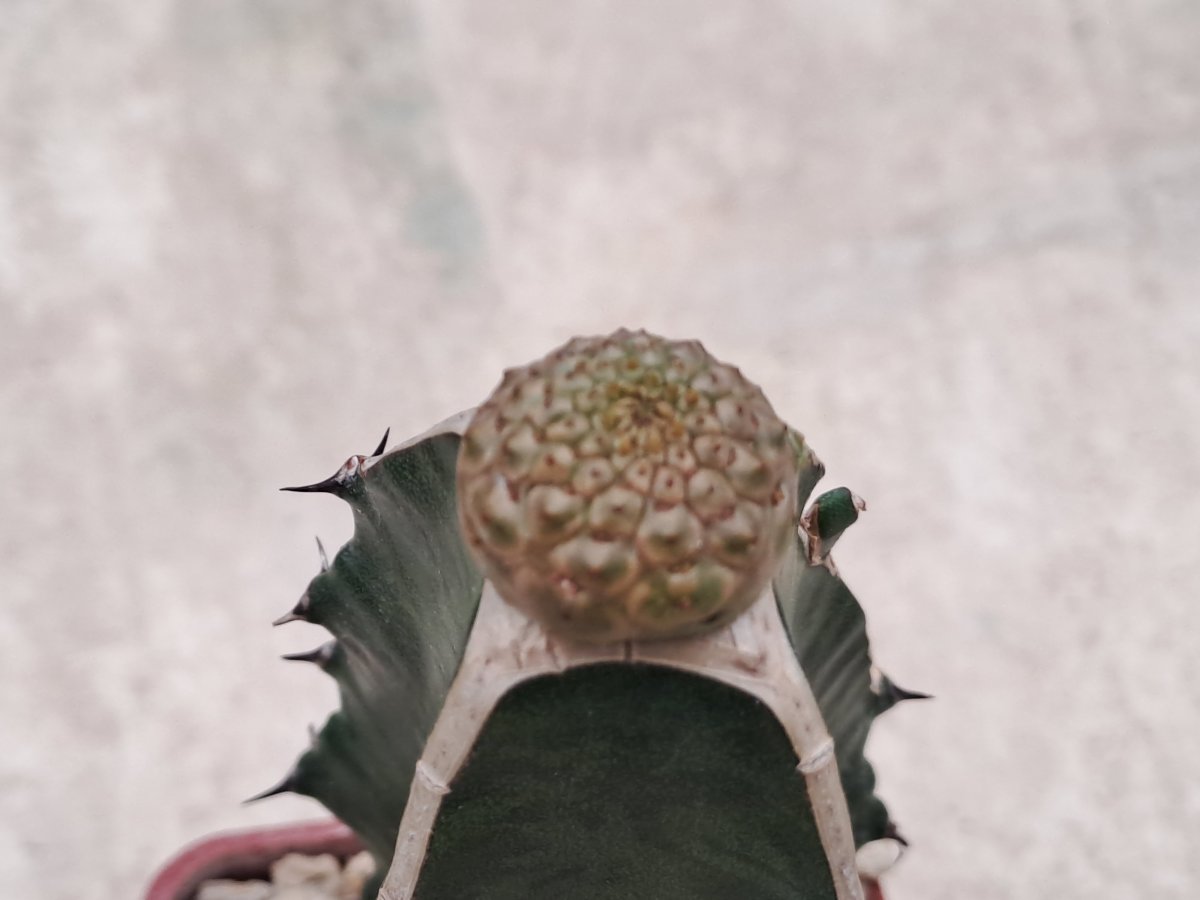turbiniformis |