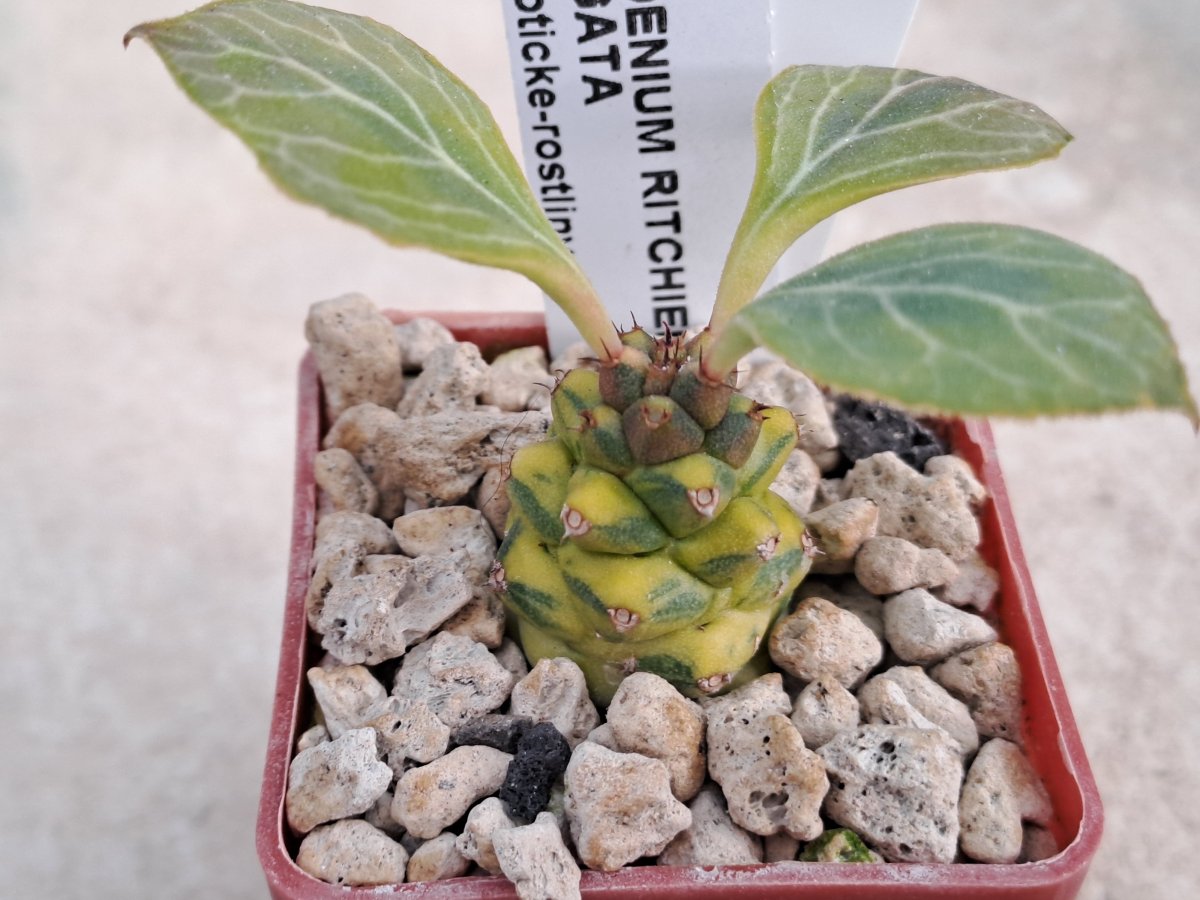 Monadenium ritchei variegata I |