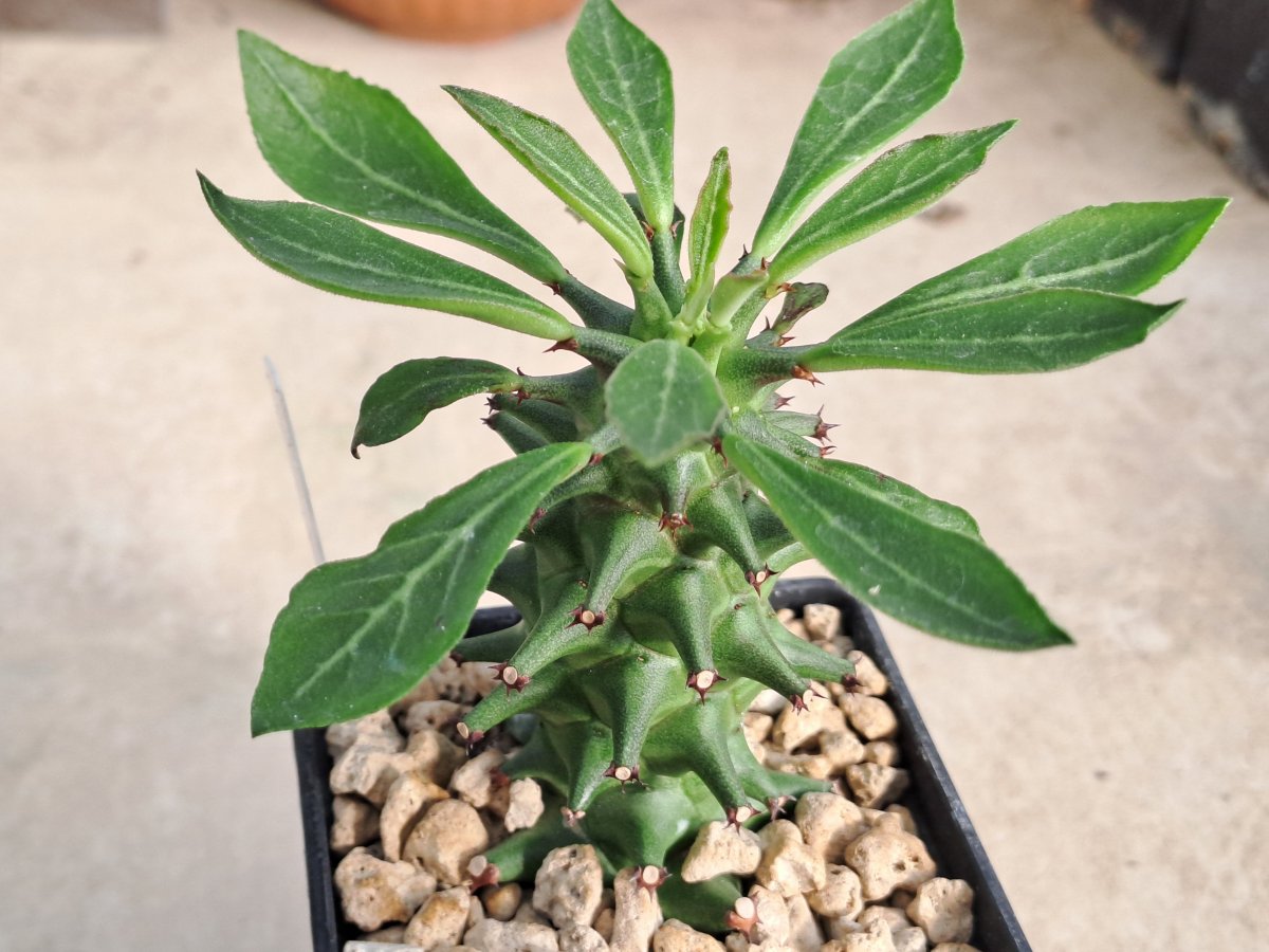 Monadenium schubei |