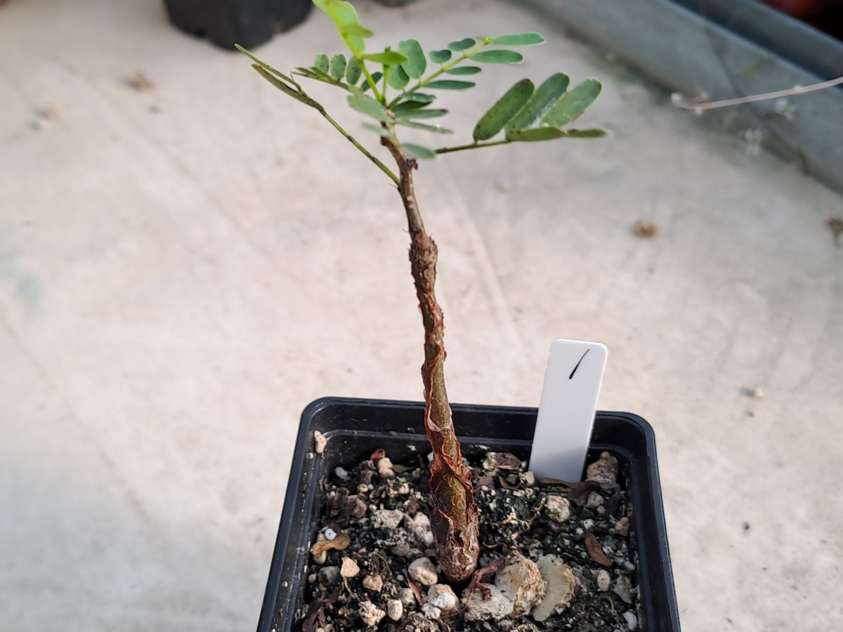 Senna  meridionalis I |