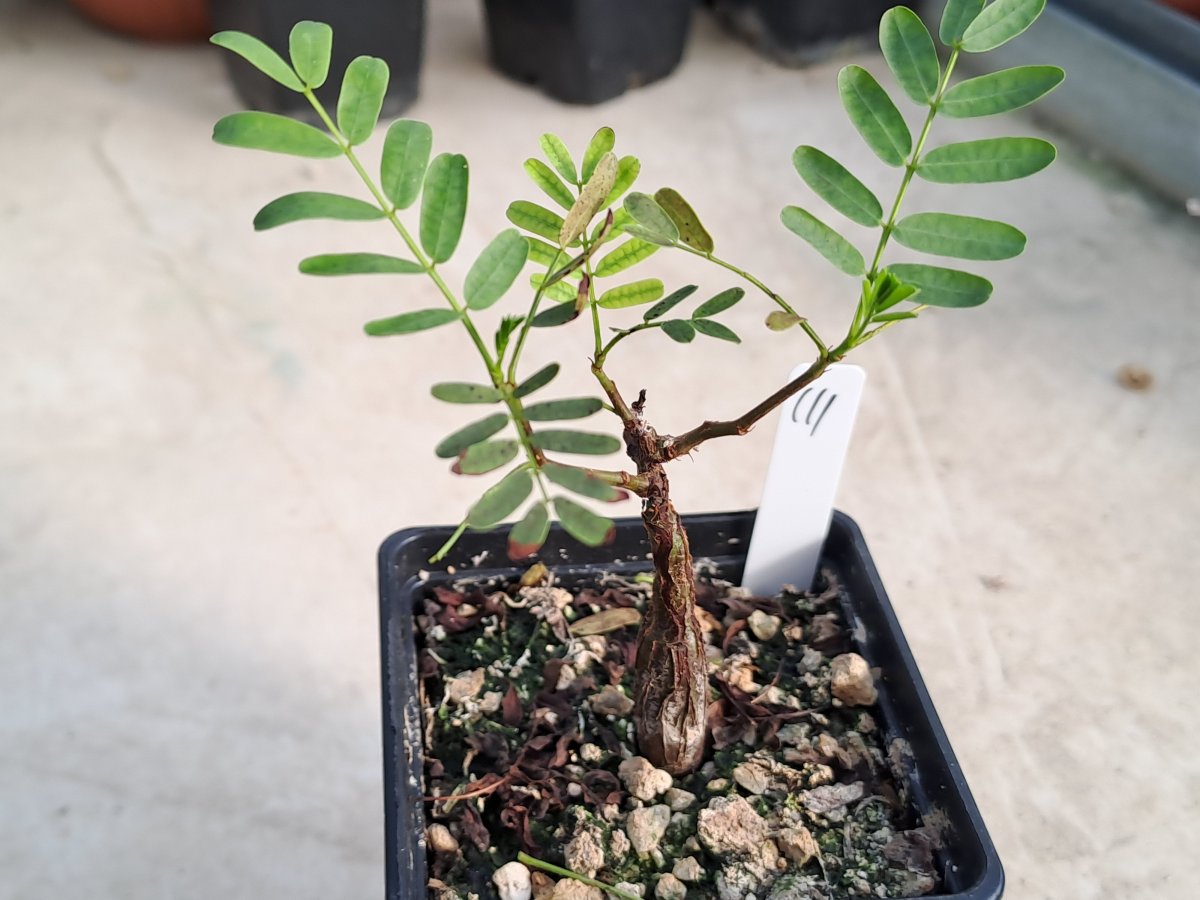 Senna  meridionalis III |