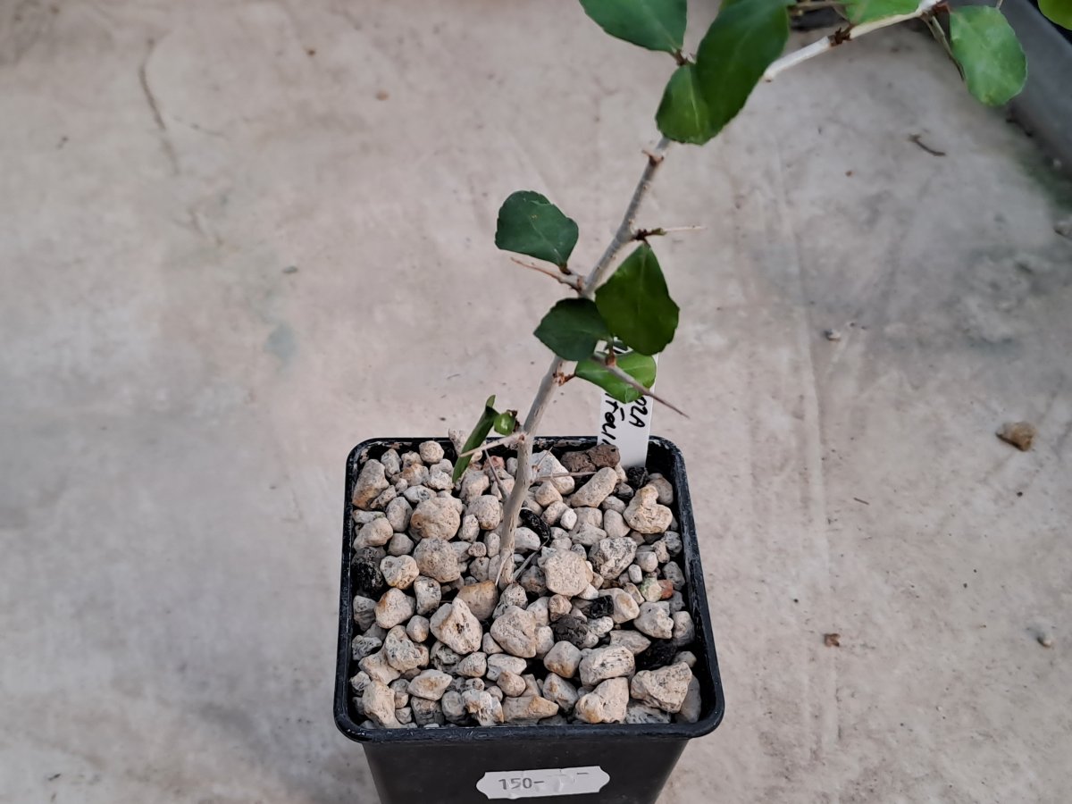 simplicifolia |