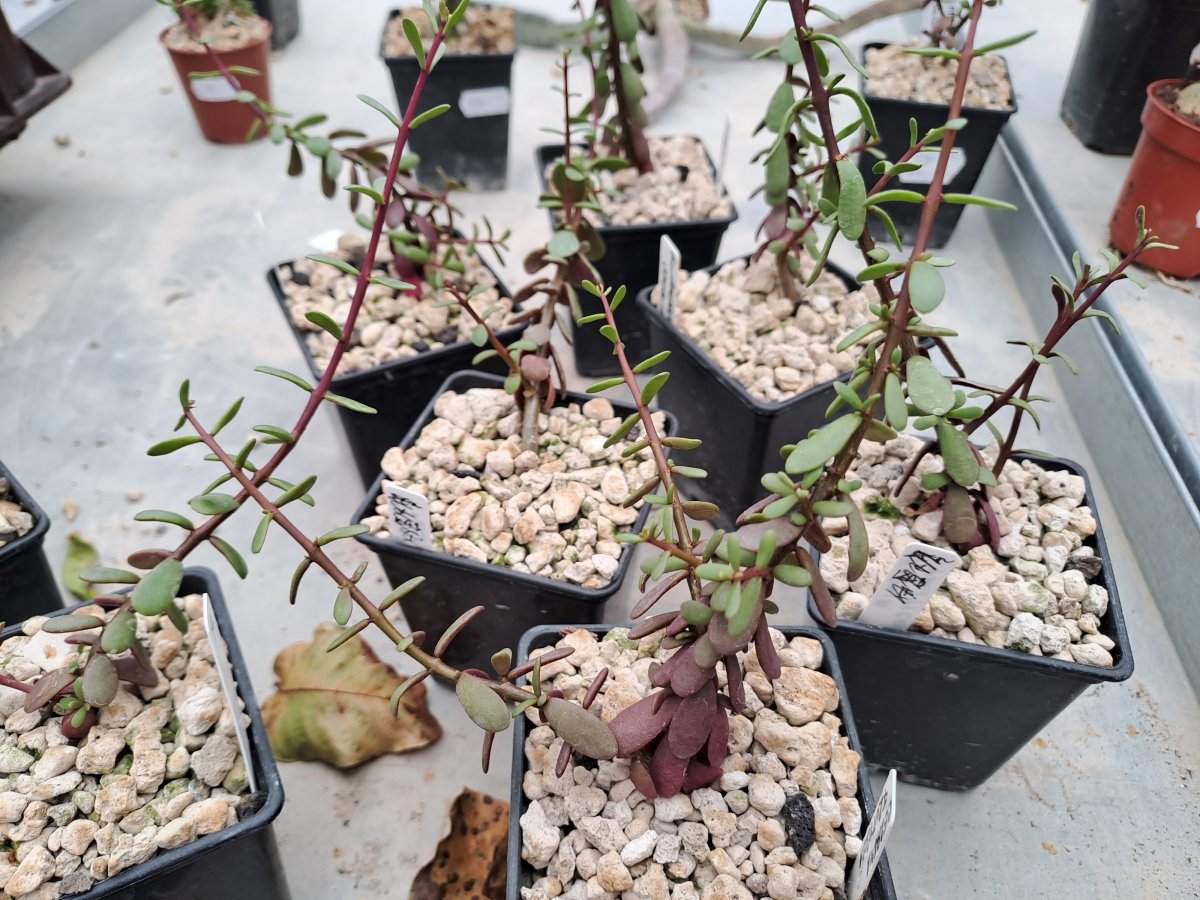 Ceraria fruticulosa |