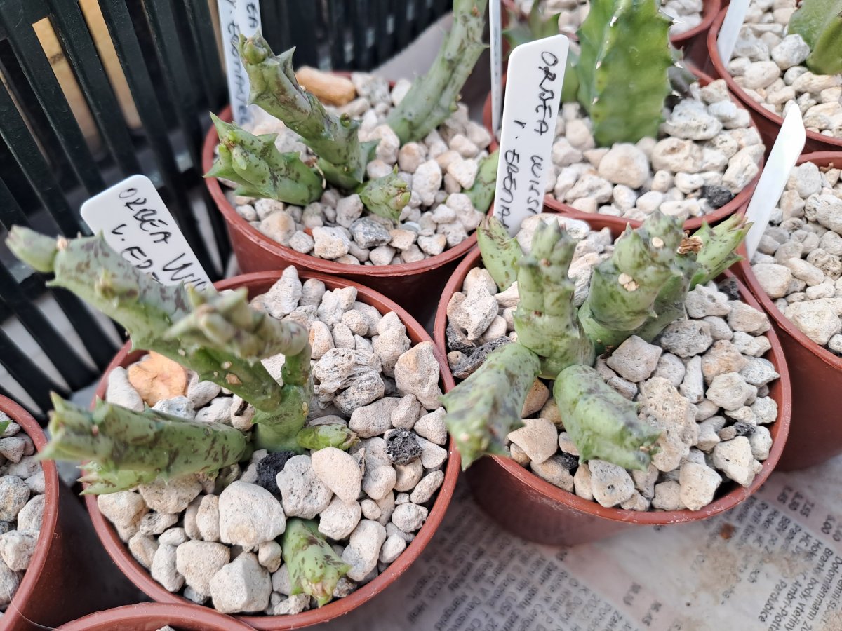 Orbea Wissmannii eremastrum |