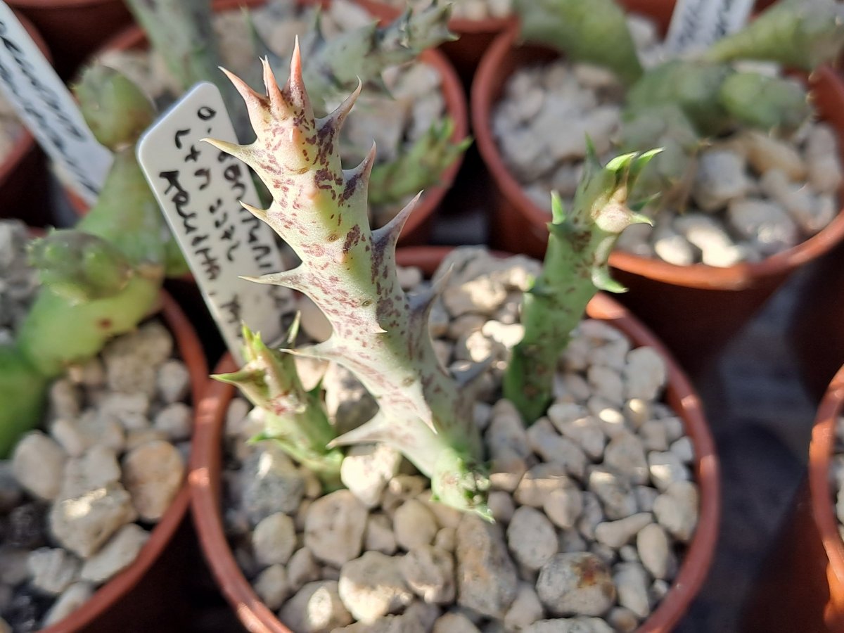 Orbea semitubiflora |