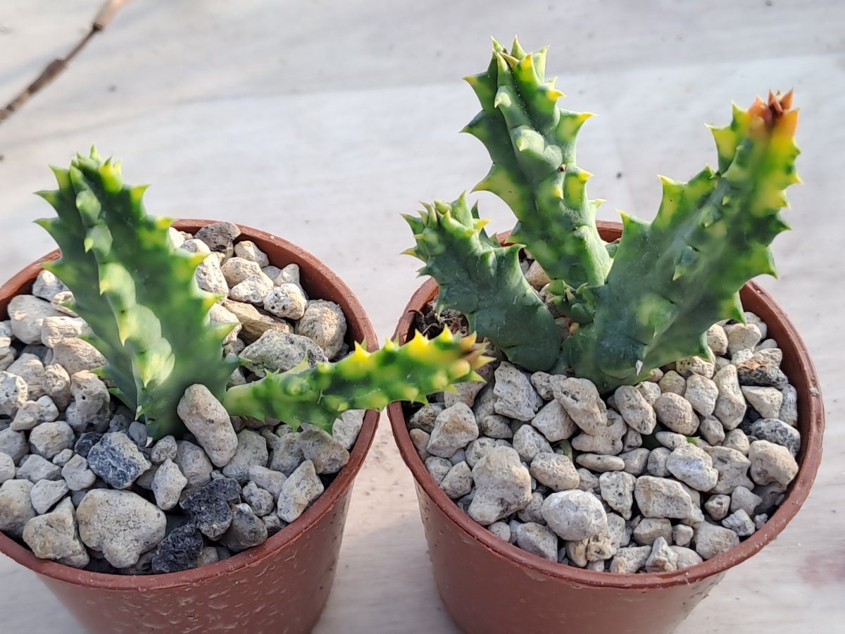 Huernia zebrina variegata |