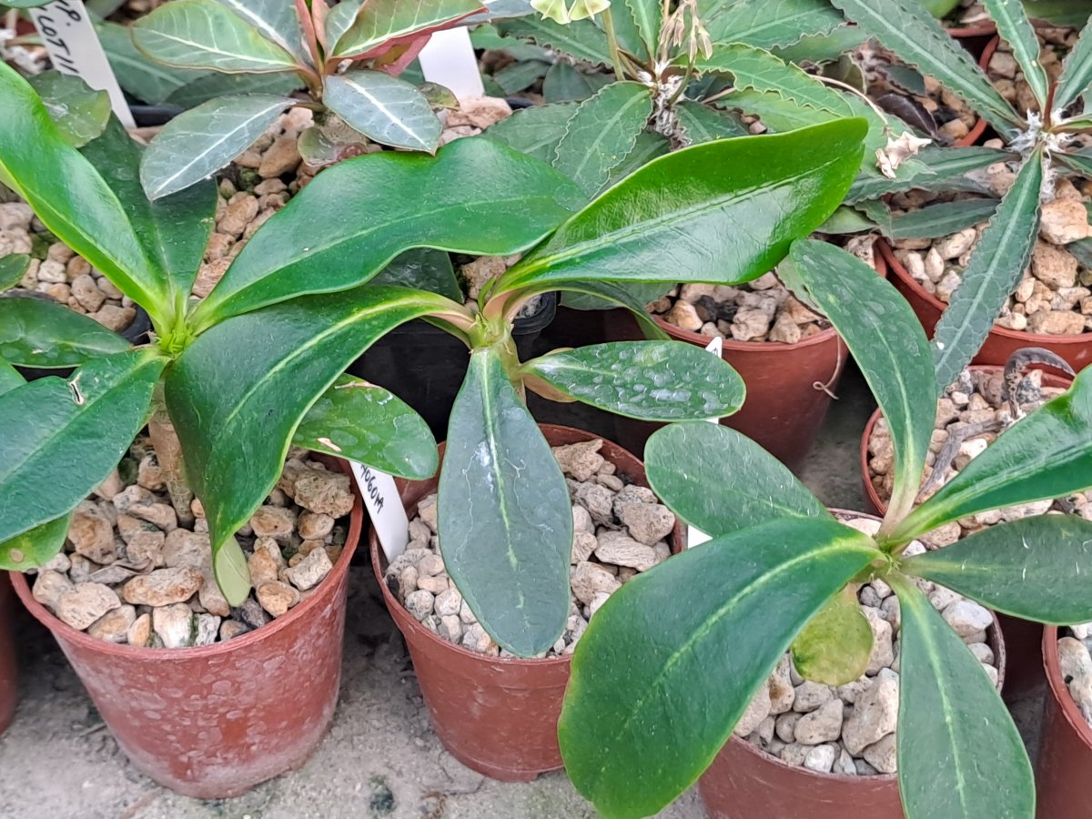 Euphorbia lophogona |