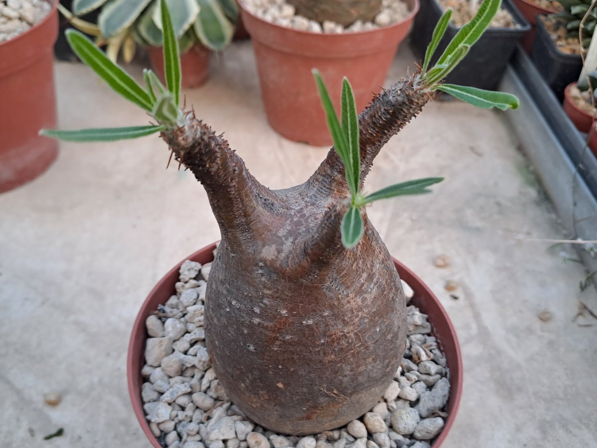 Pachypodium  rosulatum v. gracilius |