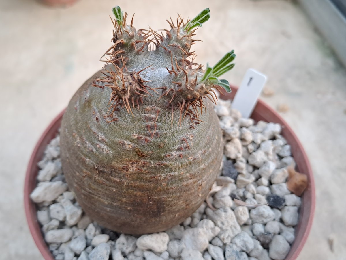 Pachypodium  rosulatum v. gracilius I |