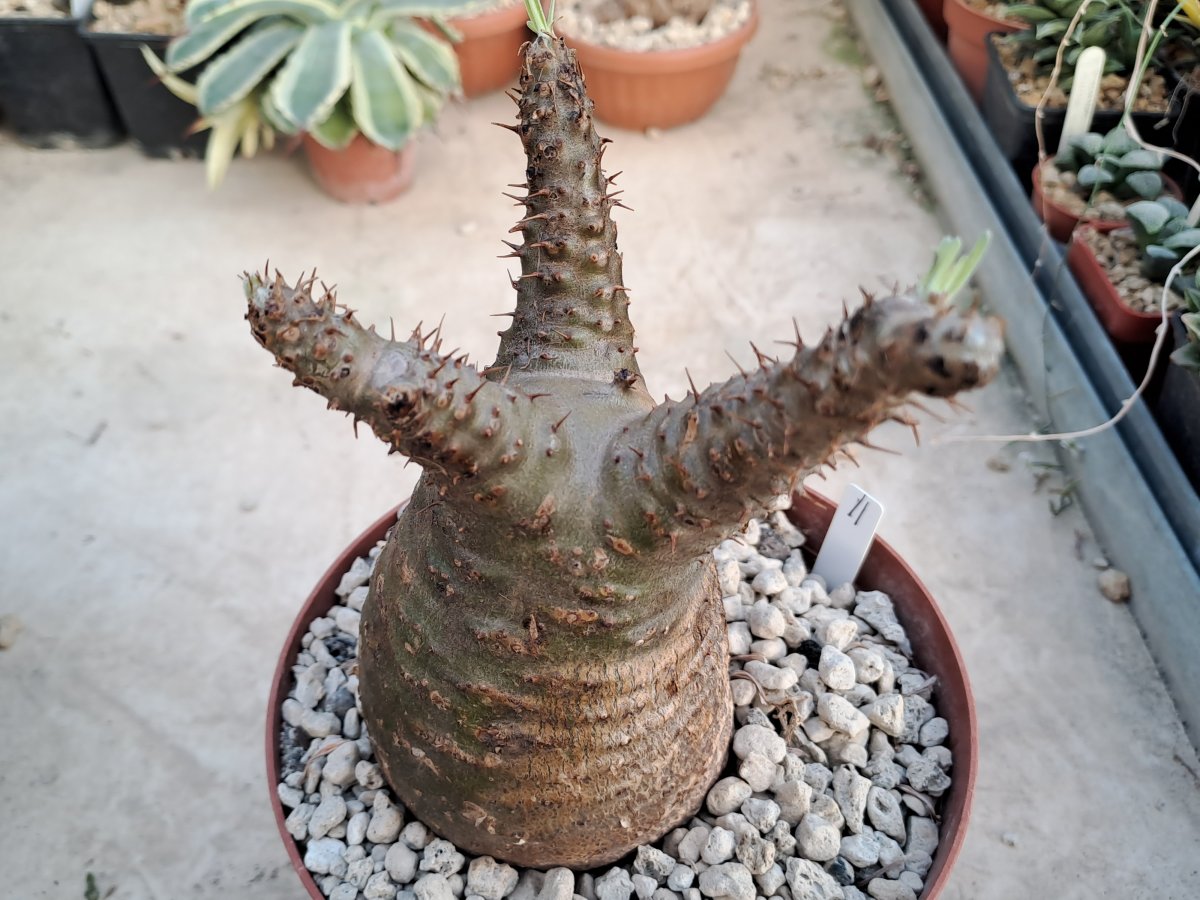 Pachypodium  rosulatum v. gracilius II |