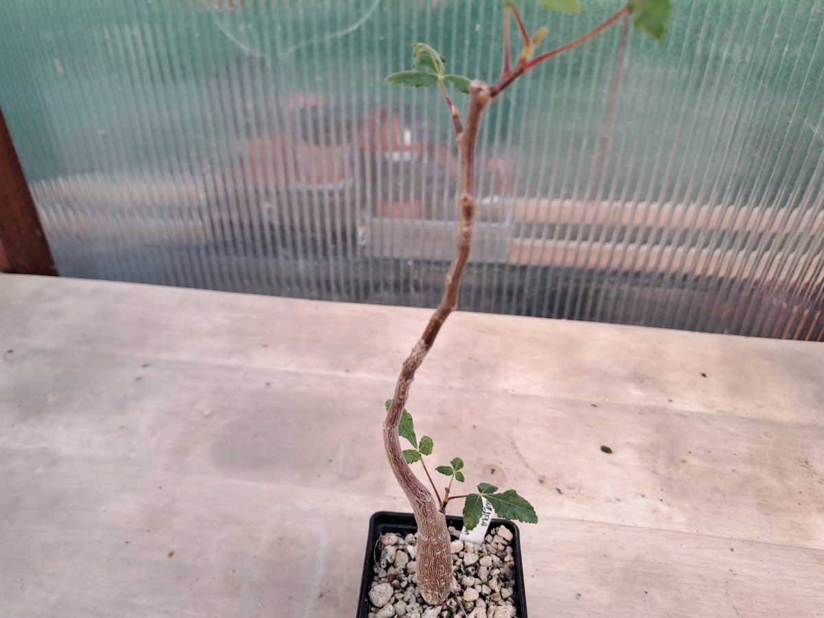 Bursera hindsiana |