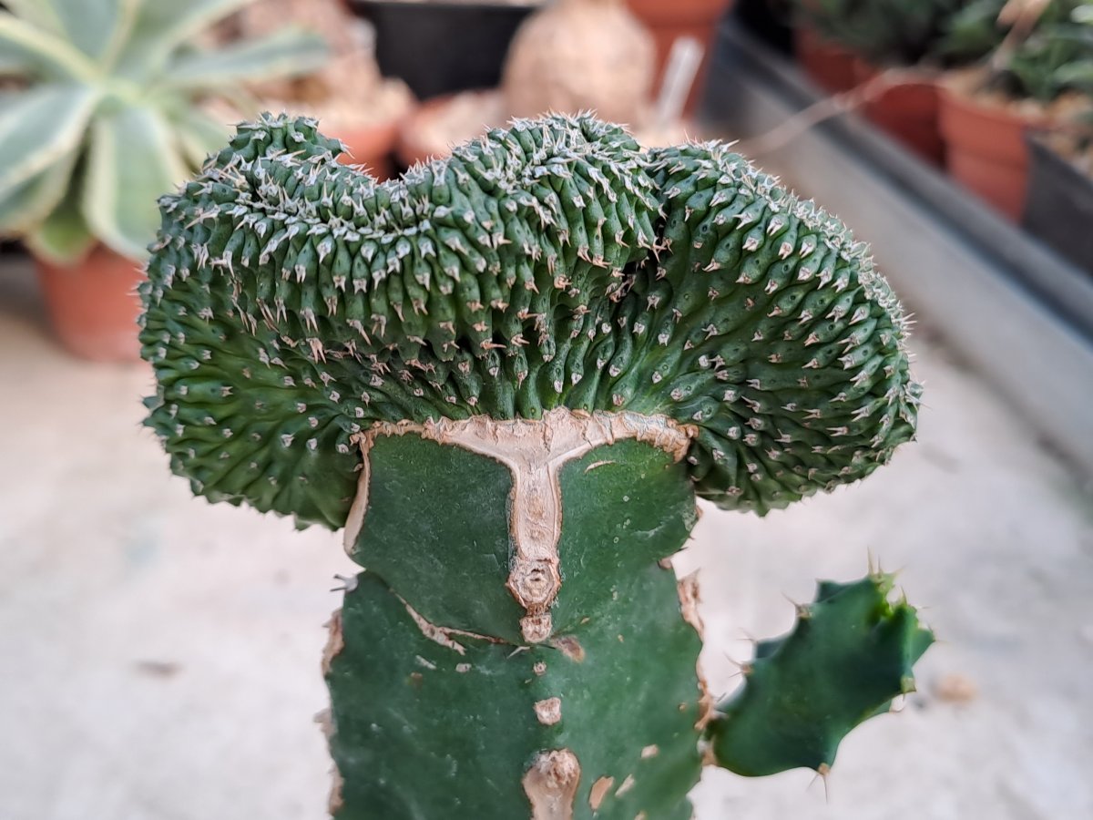 phyllipsioides cristata |