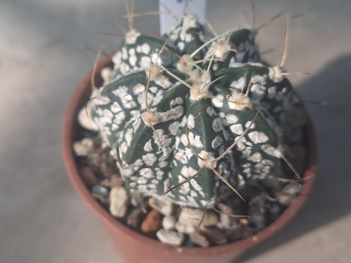 Astrophytum hybrid V (SEN x KAB) II |