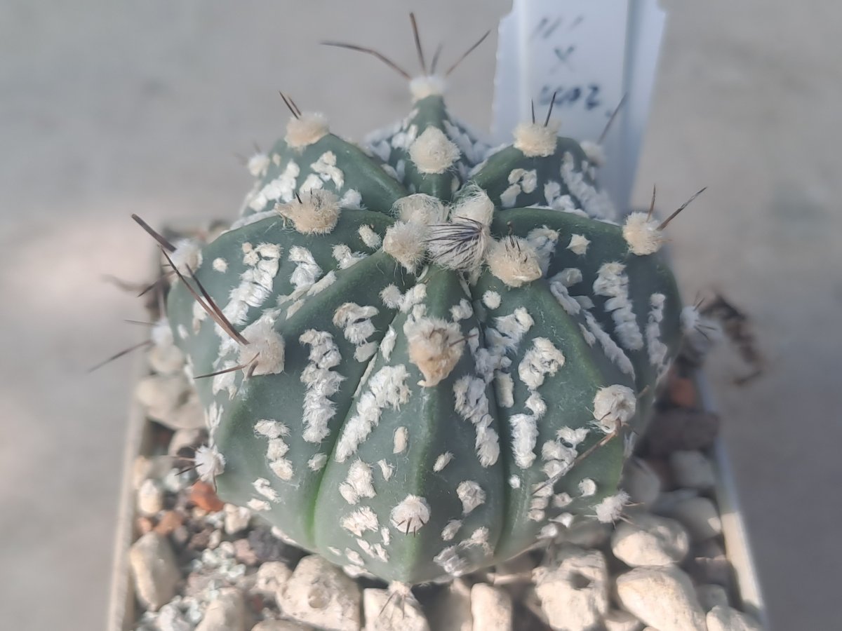 Astrophytum hybrid I |