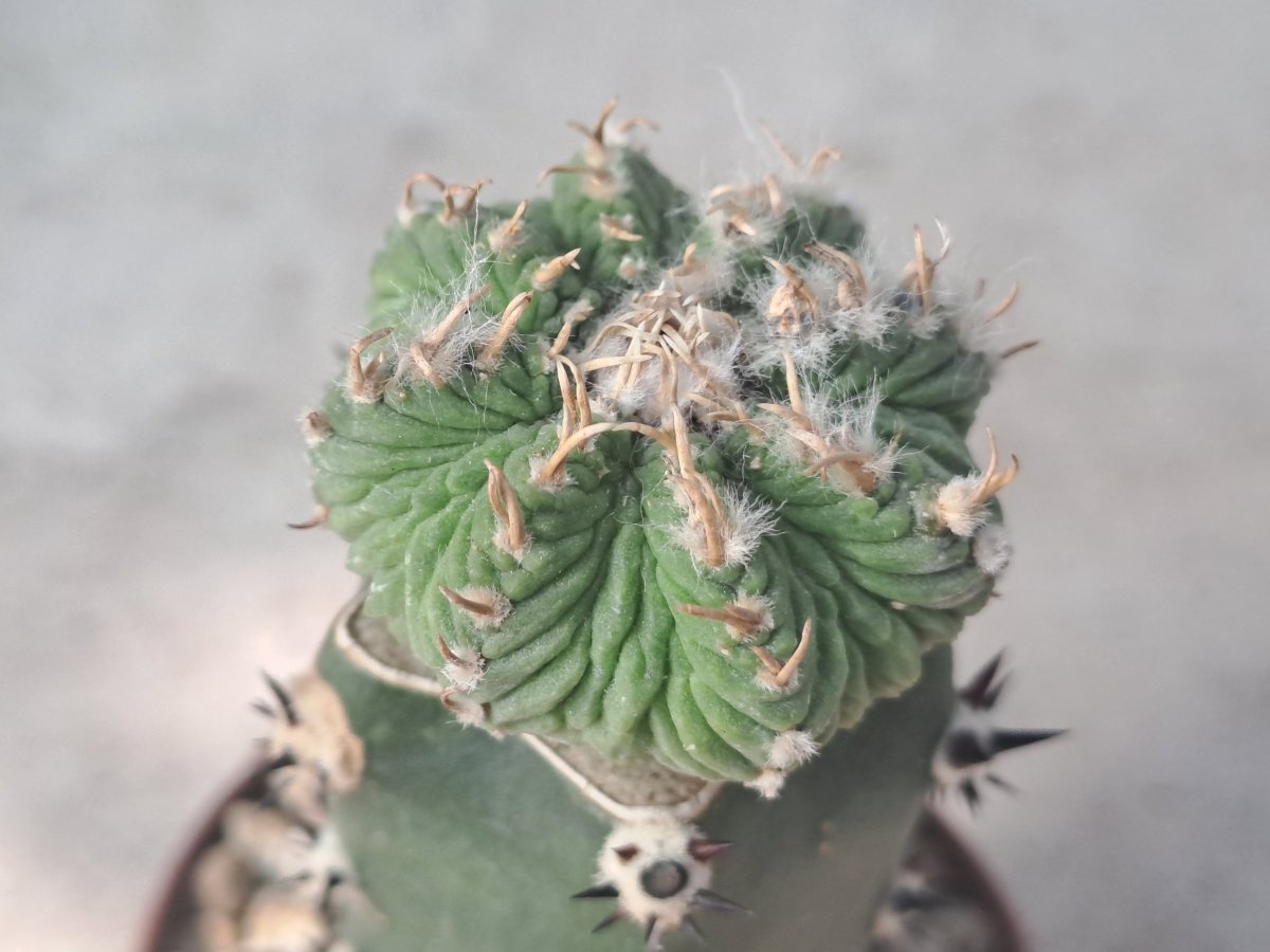 Aztekium ritteri |