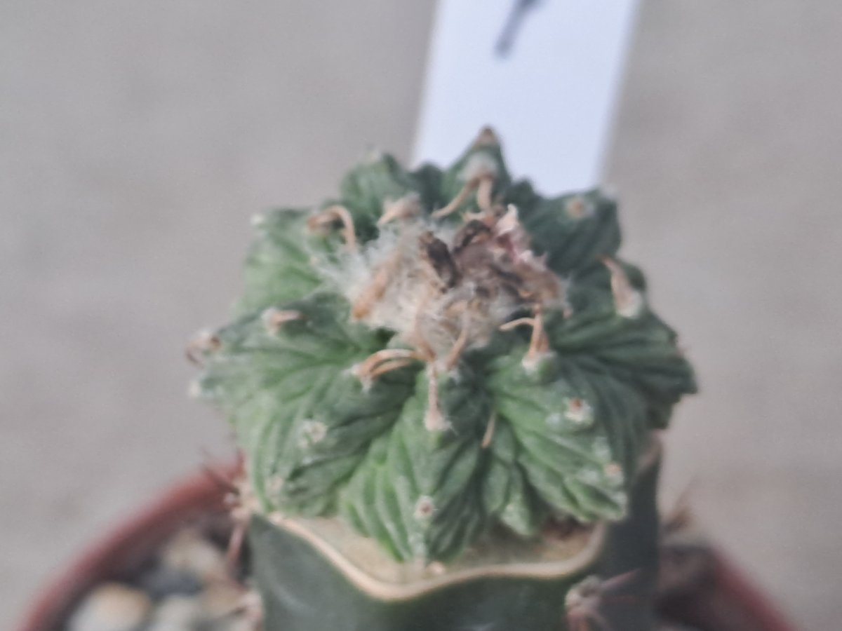 Aztekium ritteri I |