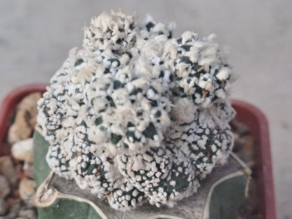 Astrophytum superkabuto cv. Kikko monstrosa |