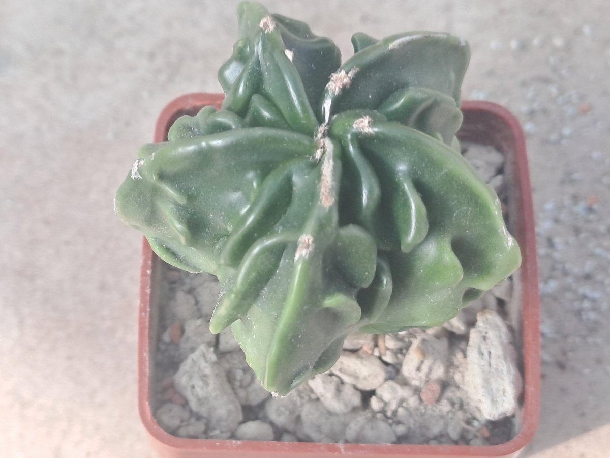Astrophytum myriostigma cv. Fukuryo |