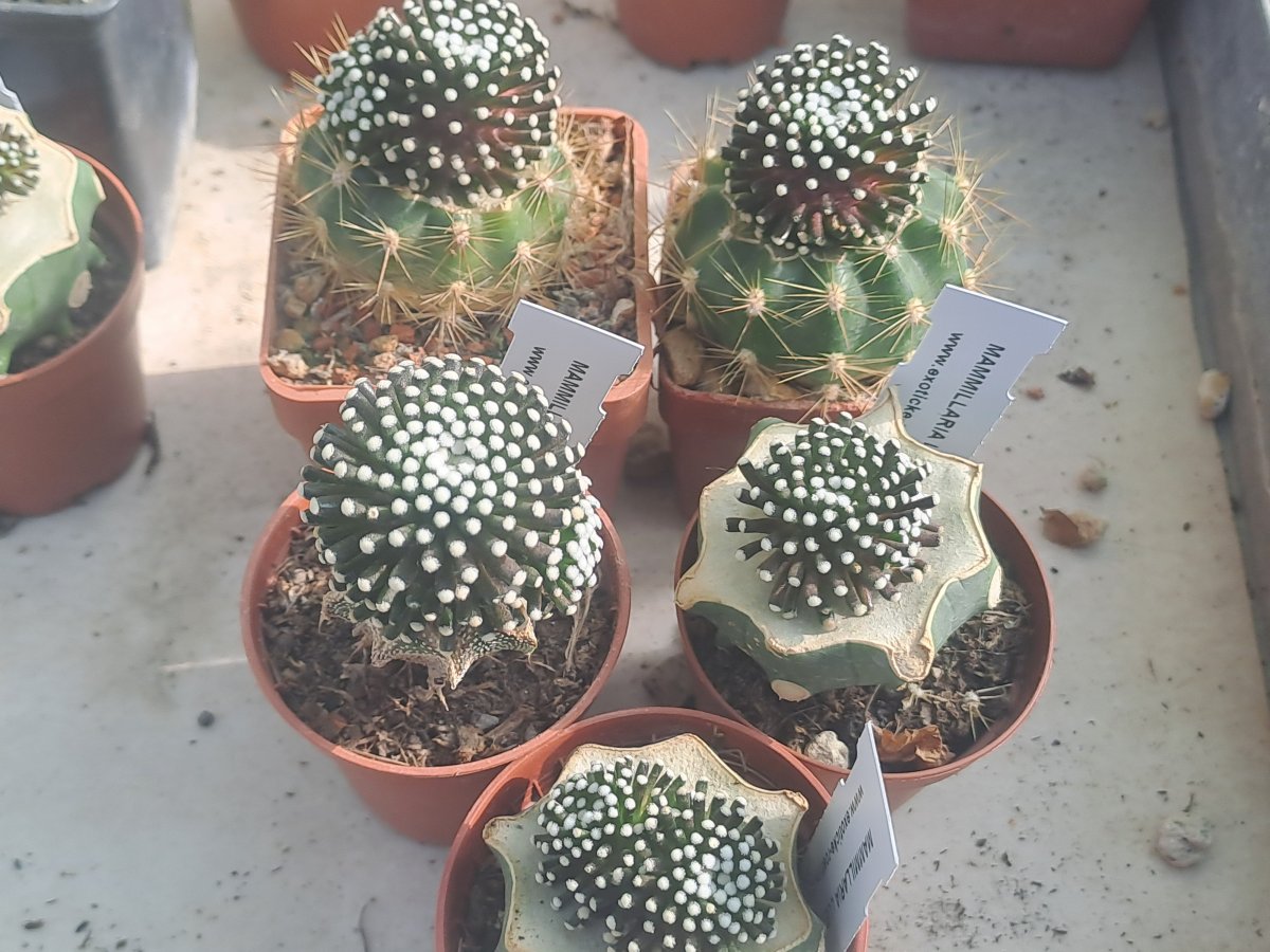 Mammillaria luethyi I |