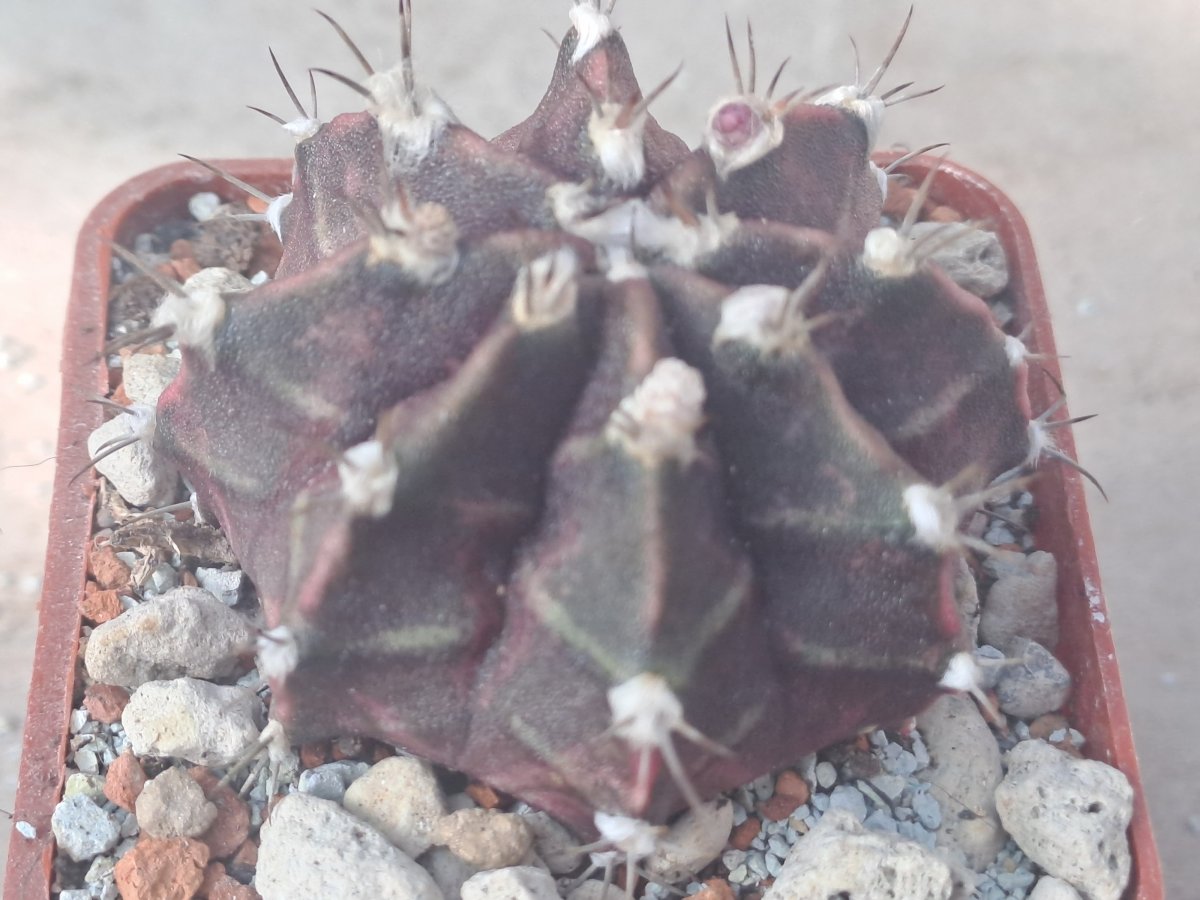 Gymnocalycium mihanovichii variegata I |