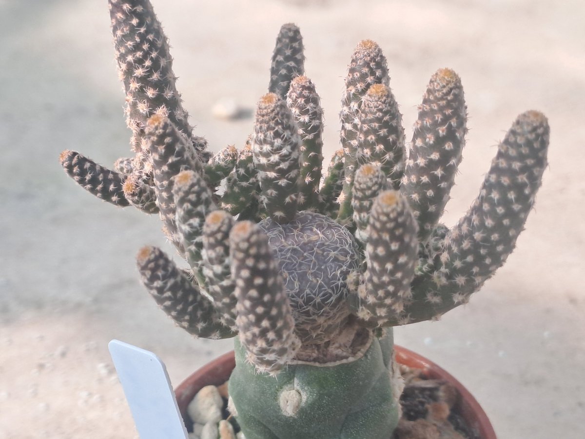 Puna clavaroides  |