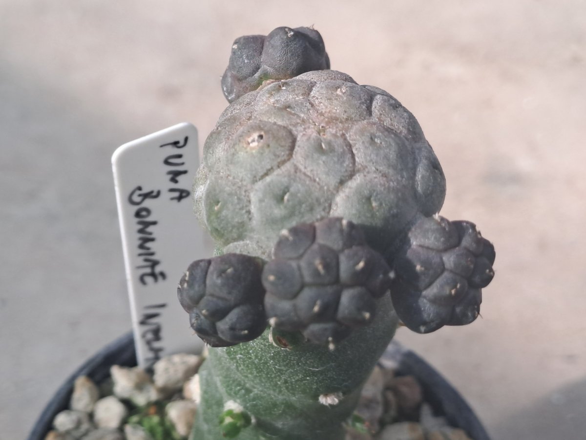 bonnieae f. inermis |