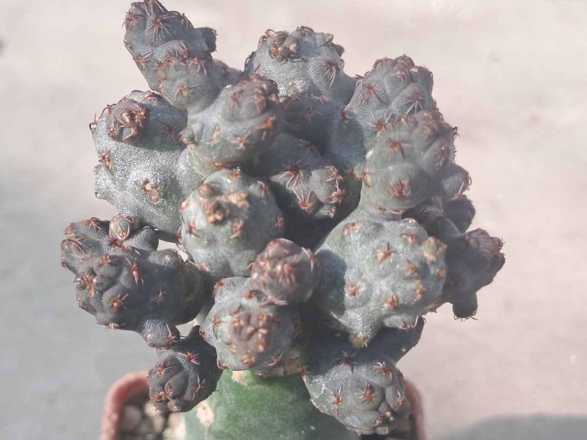 Puna bonniae f. monstrosa |