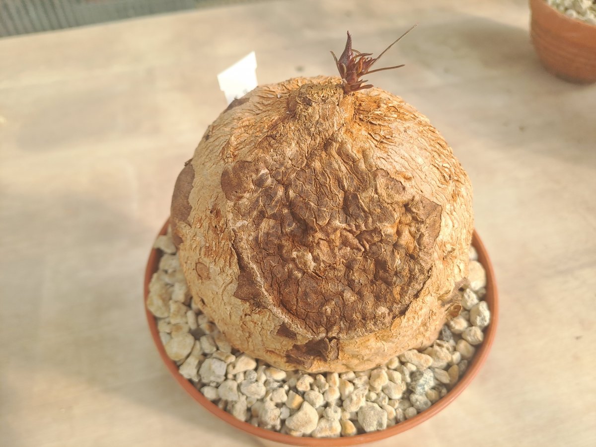 Ipomea bolusii |