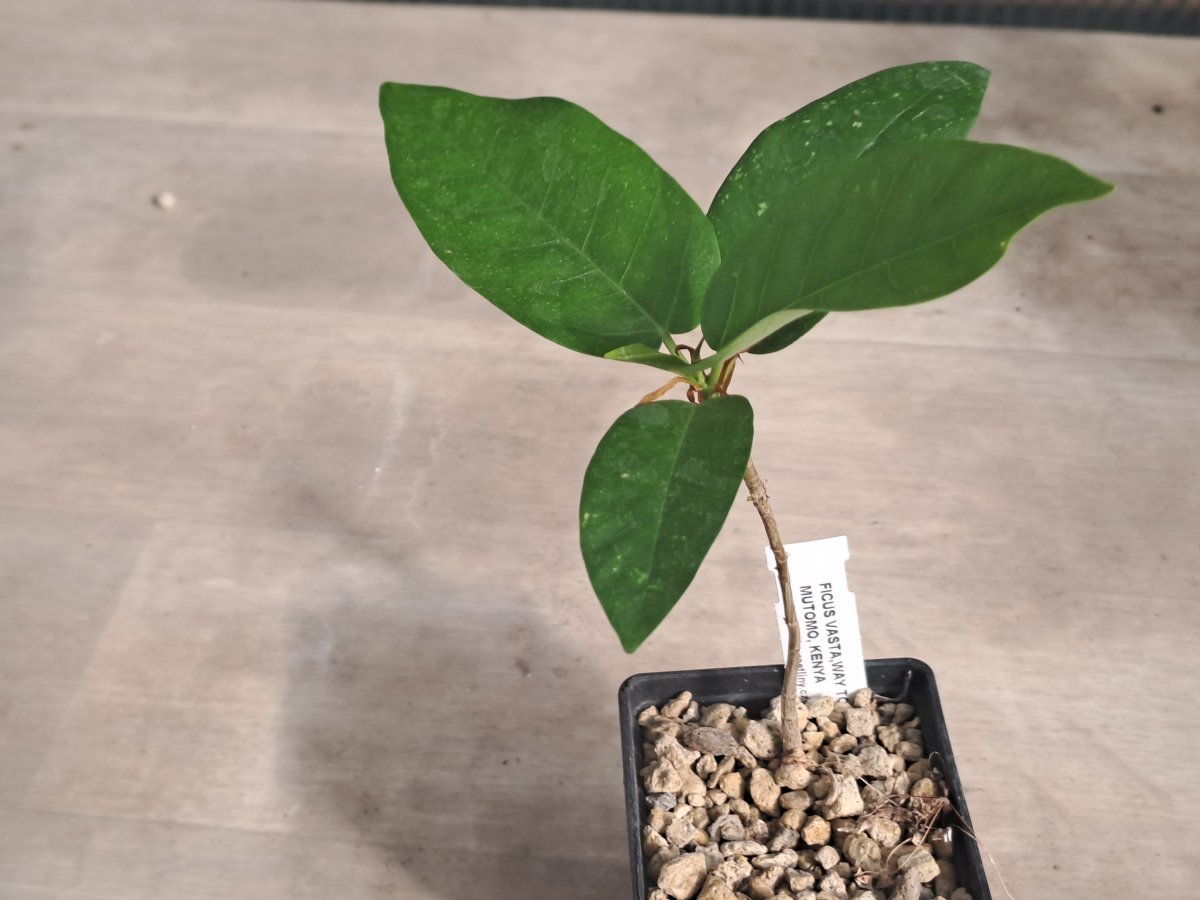 Ficus sp. Taita |