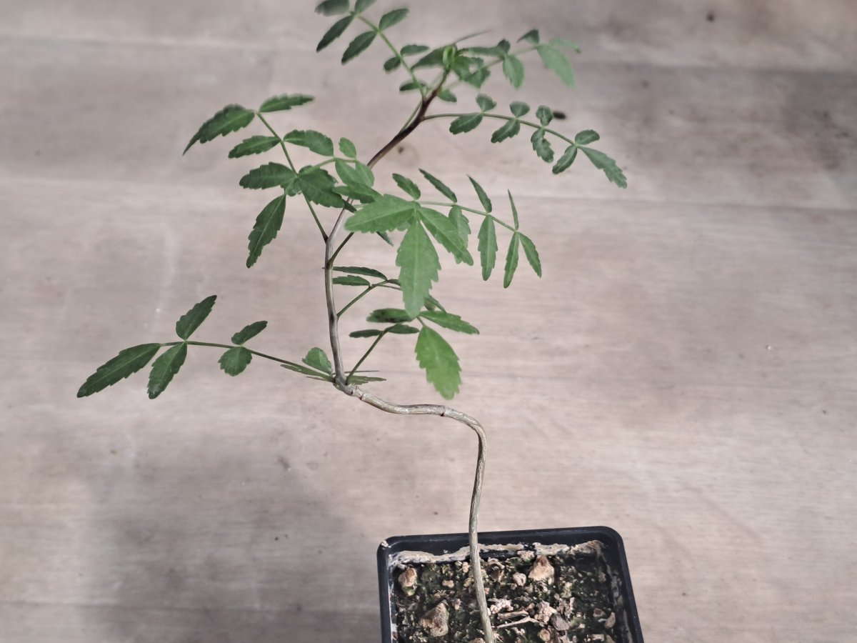 Cyphostemma elephantopus |