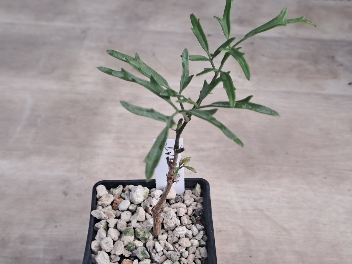 Bursera aptera |