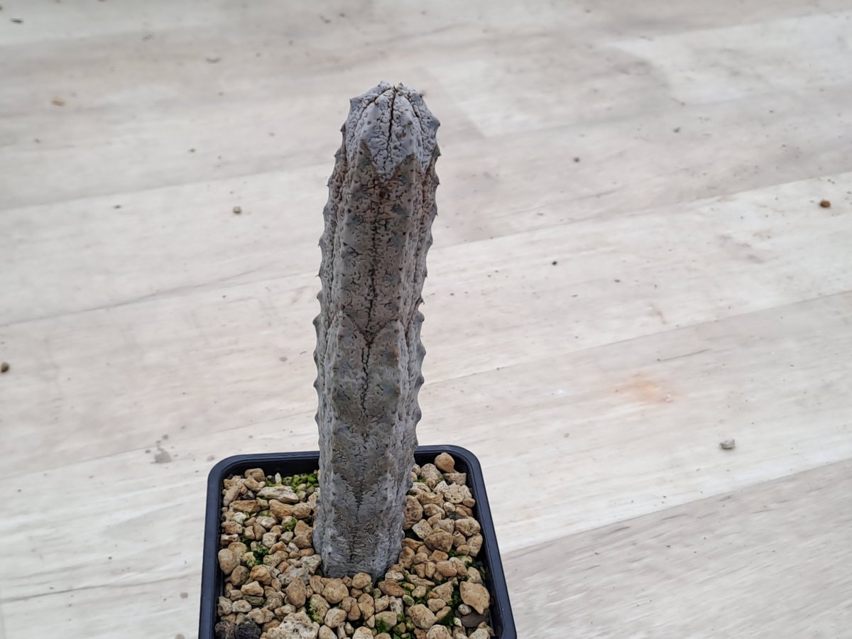 Euphorbia abdelcuri III |