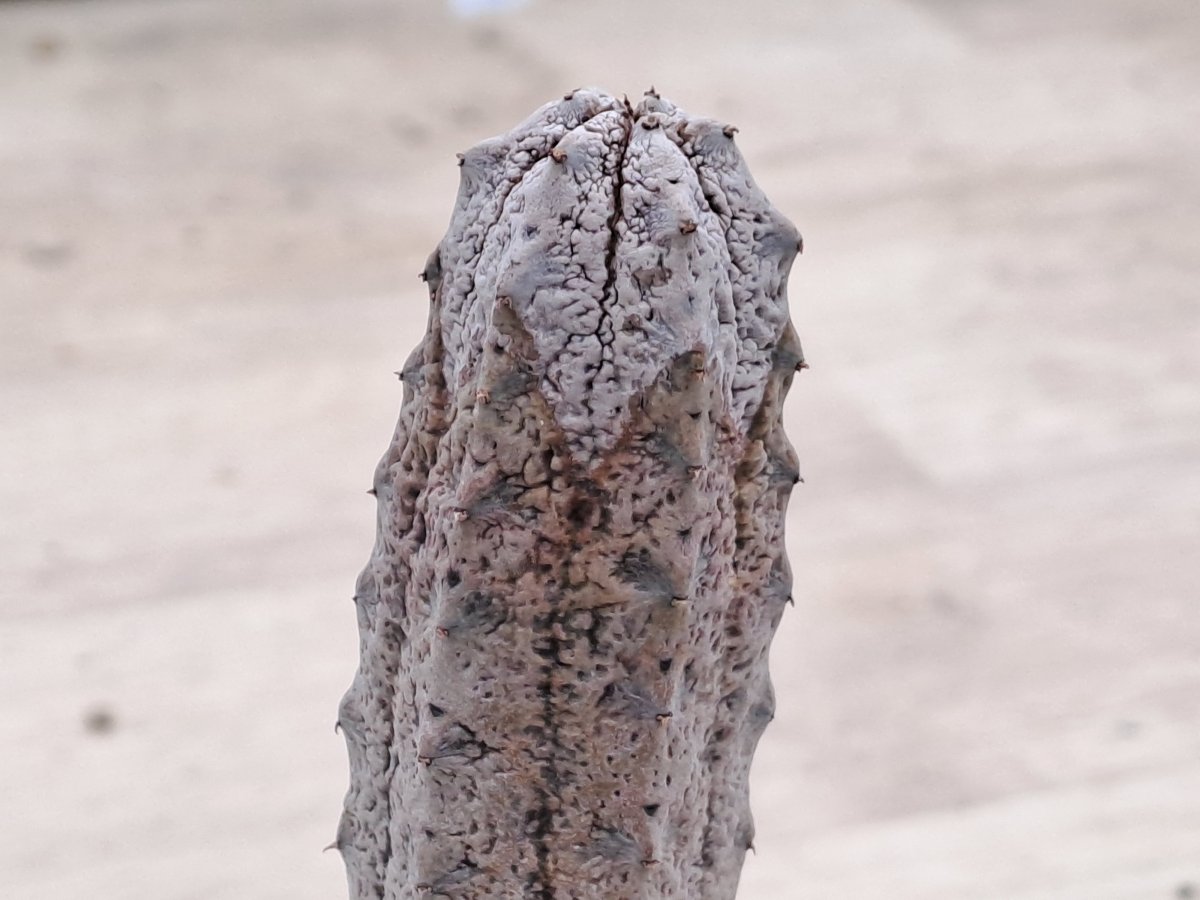Euphorbia abdelcuri III |