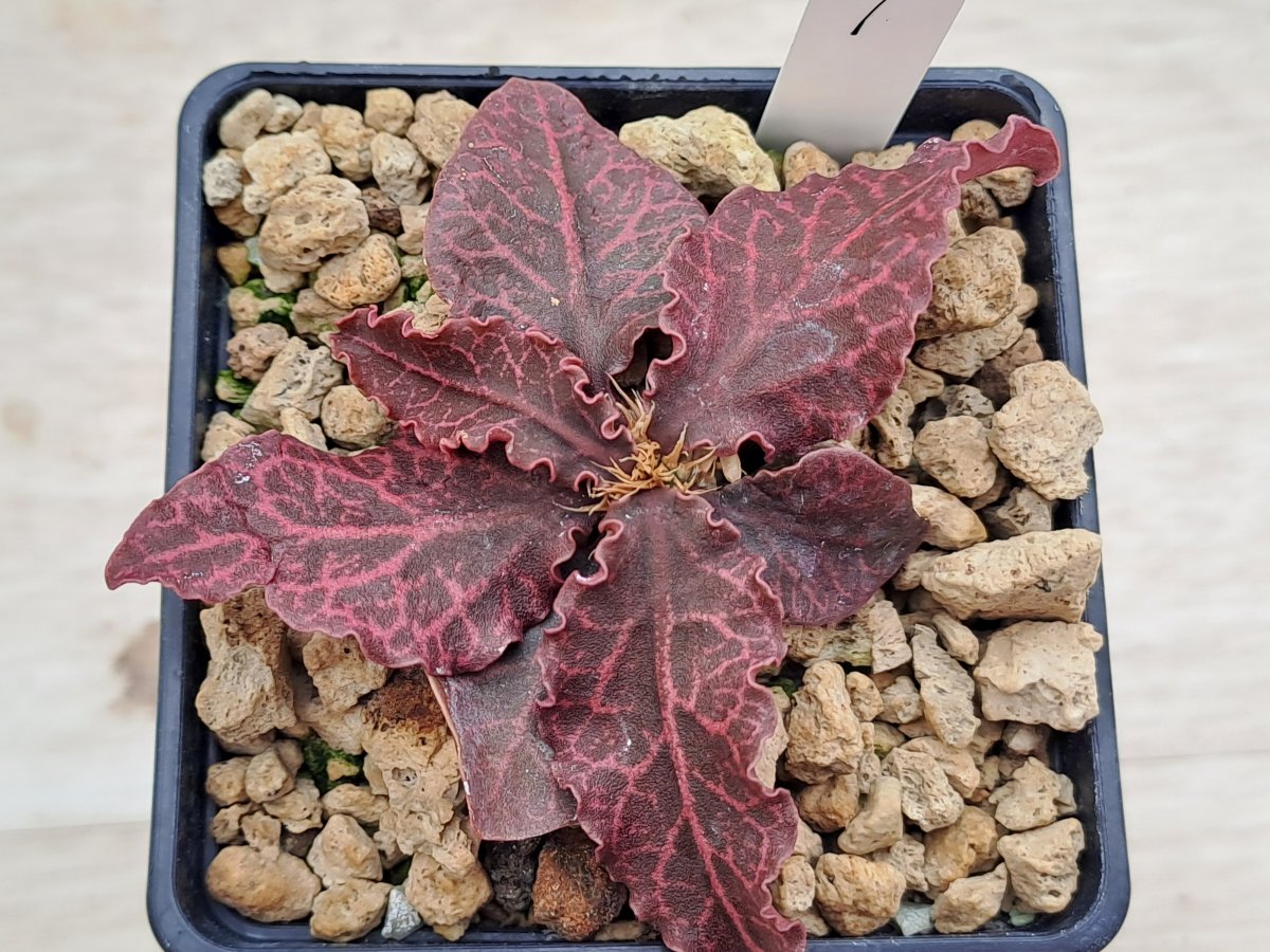 Euphorbia francoisii Thai hybrid I |