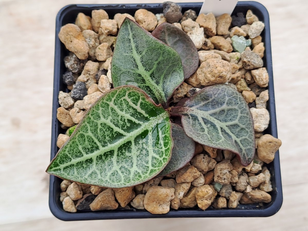 Euphorbia francoisii Thai hybrid IV |