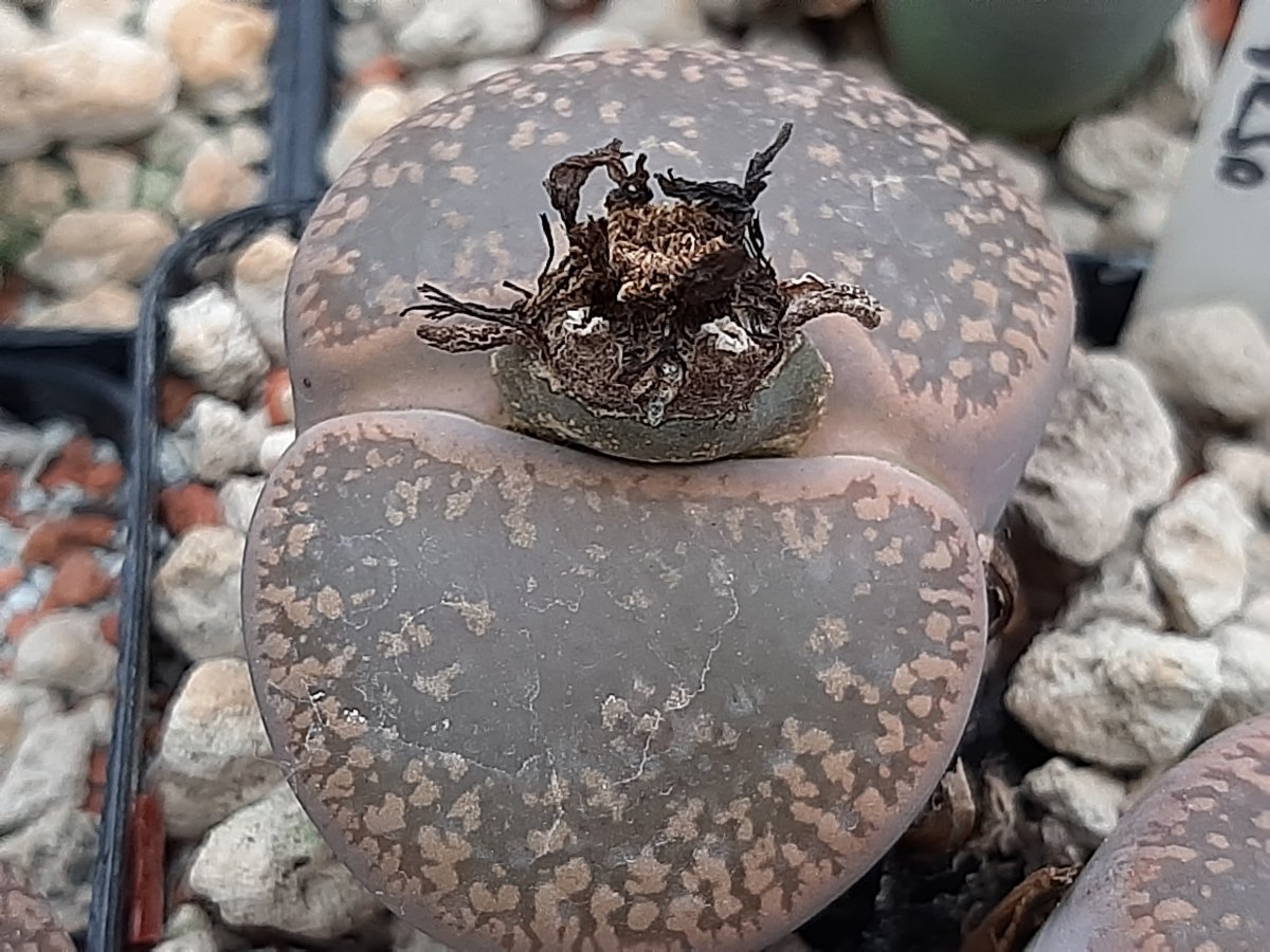 Lithops  aucampiae f. lykso | 