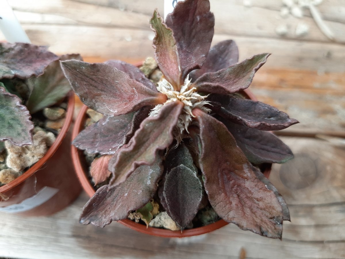 Euphorbia decaryi | 