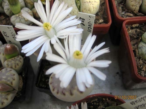 Lithops Julii ssp. Fulleri