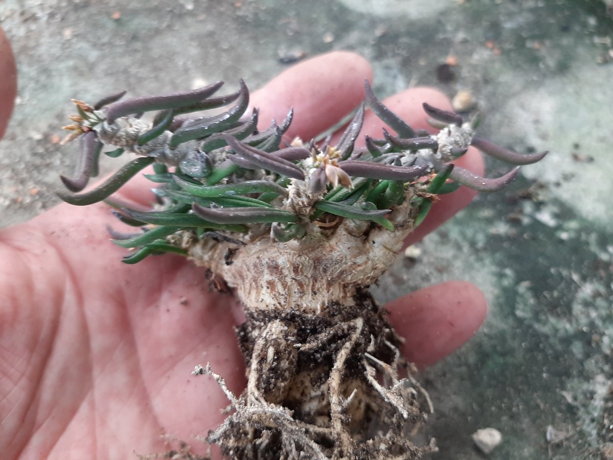 Euphorbia cylindrifolia ssp. tuberifera big | 